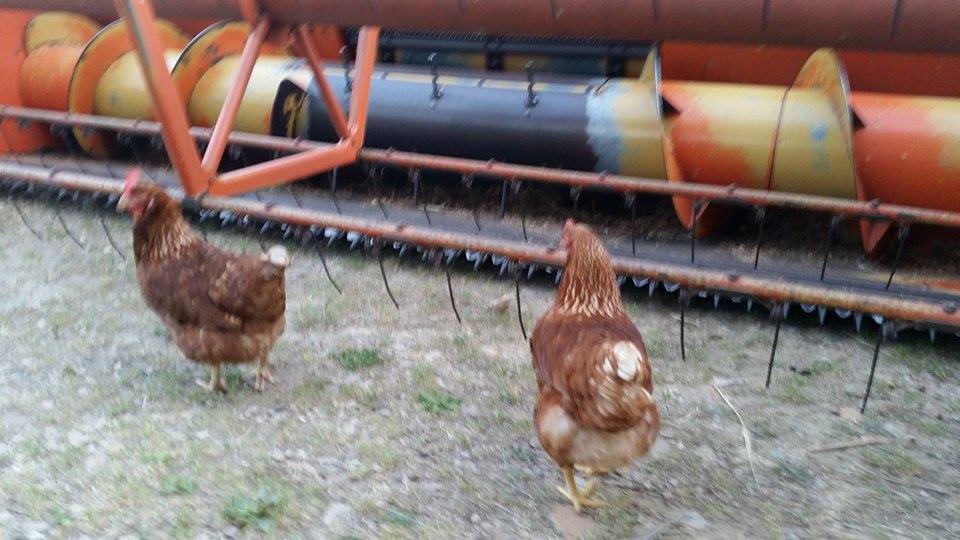 poules