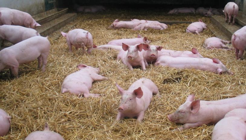 acheter viande de porc