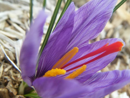 safran fleur d'épices
